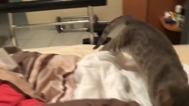 Кот Барсик и мячик-2 смотреть онлайн