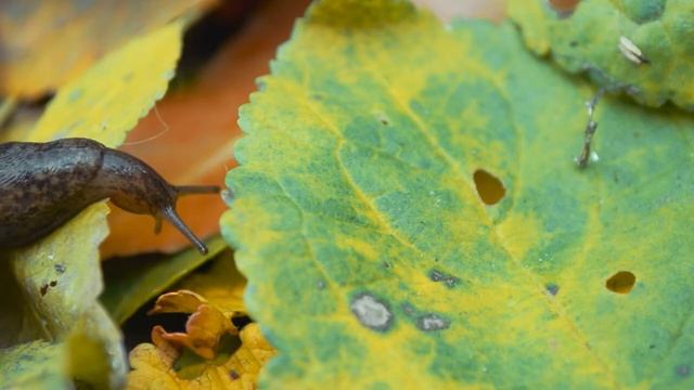 How to Kill Slugs and Snails with Force II Deadline смотреть онлайн