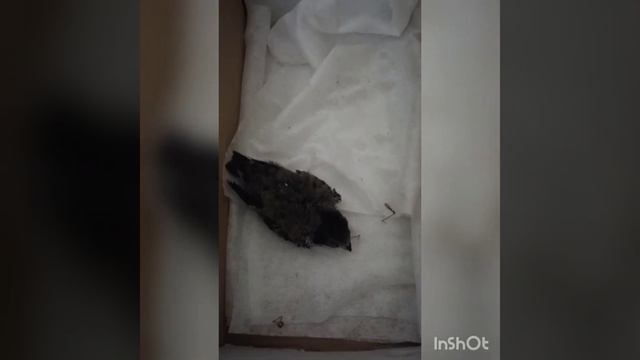 спасаем стрижа выпавшего из гнезда,кормим кузнечиками и поим сладкой глюгозой смотреть онлайн