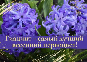 Гиацинт - самый лучший весенний первоцвет.