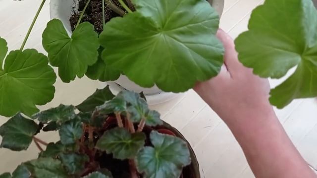 1 Таблетка под любой Цветок. Попрут на глазах. Проверенный рецепт подкормить цветок. смотреть онлайн