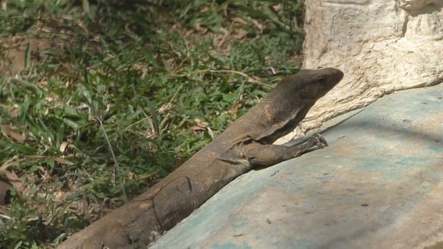 Indian Monitor / Bengal Monitor (Varanus bengalensis) HD смотреть онлайн
