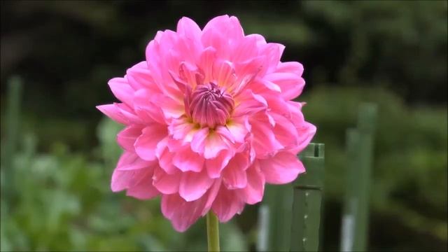 Натали.mp4 смотреть онлайн