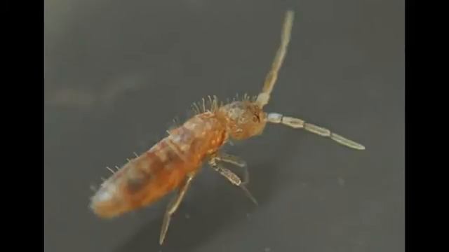 Всё о вредителях растений. смотреть онлайн