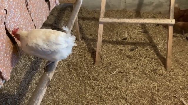 31 Октября,провела день на даче. смотреть онлайн