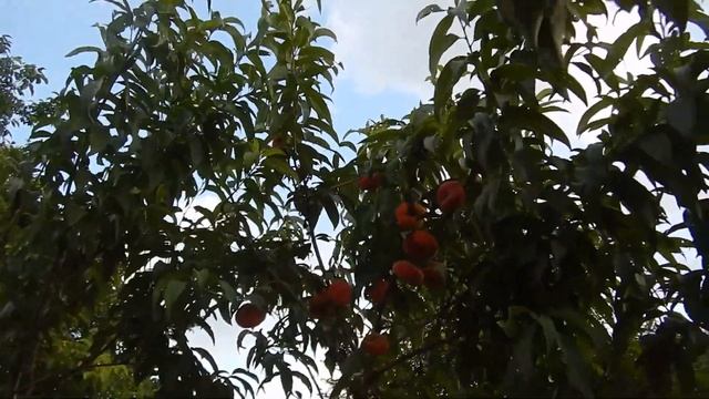 Персик Бельмандо, урожай 2022 смотреть онлайн