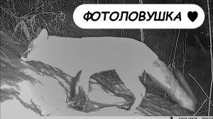 Весна! Кажется у лисички появился друг))