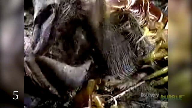 Необычные стыковки и битвы животных смотреть онлайн