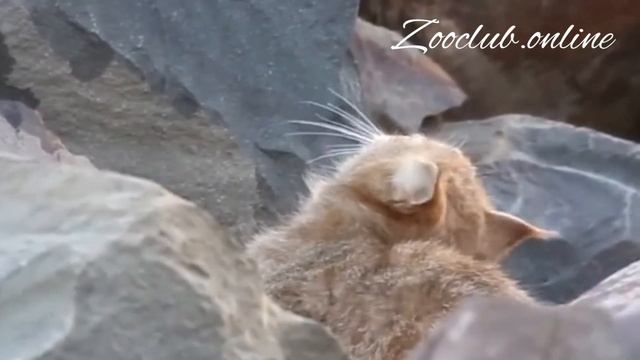 Китайские кошки -  #Felis bieti смотреть онлайн