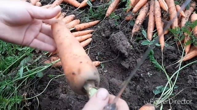 Уборка моркови и свеклы. Подготовка к хранению на зиму. смотреть онлайн