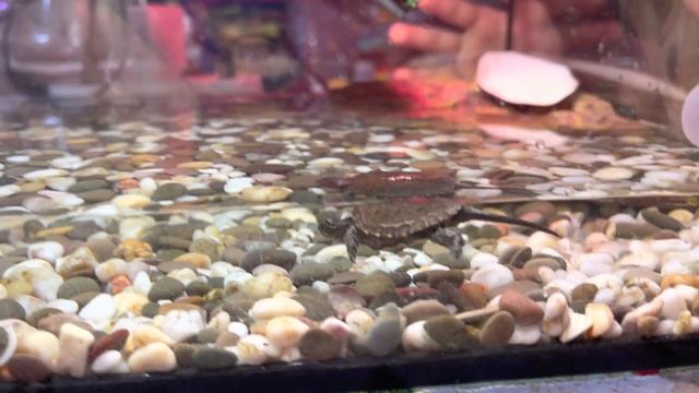 Европейская болотная черепаха Бусинка, обустроили террариум. смотреть онлайн