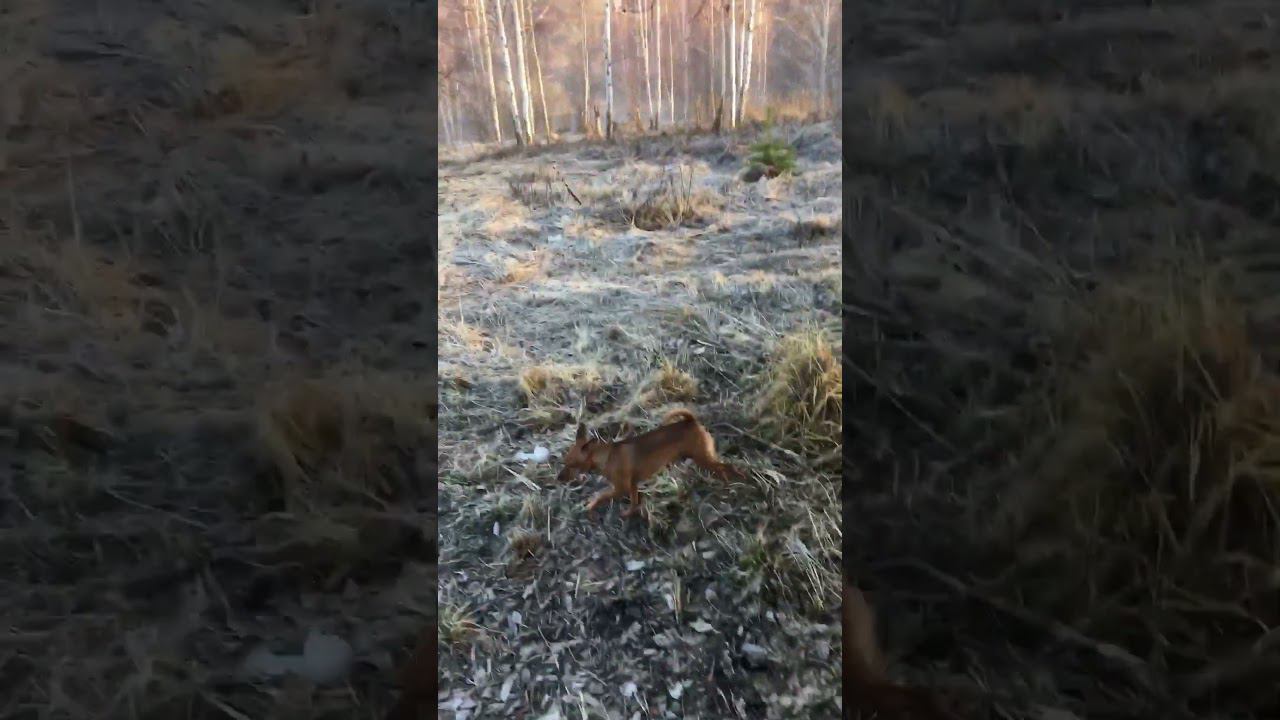 Обрабатывайте своих собачек от клещей #dog #гуляюссобакой #собака смотреть онлайн