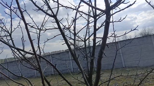 Весенняя обоезка плодовых деревьев.