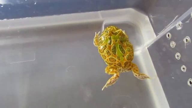Чакская рогатка плавает. Ceratophrys cranwelli смотреть онлайн