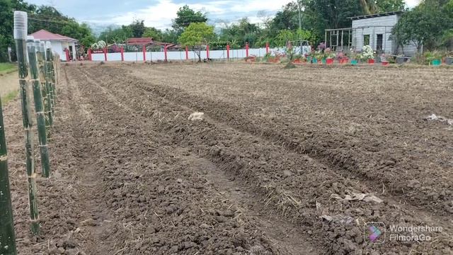 pangarap na bougainvillea garden expansion смотреть онлайн
