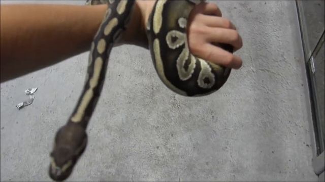 Adult Male Mojave Ball Python смотреть онлайн