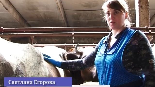 Молочная ферма предпринимателя Юрия Бозова смотреть онлайн