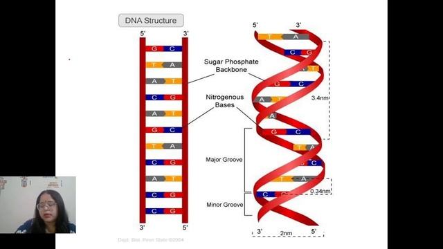 Class -12 NCERT (Biology)- Molecular basis of inheritance смотреть онлайн