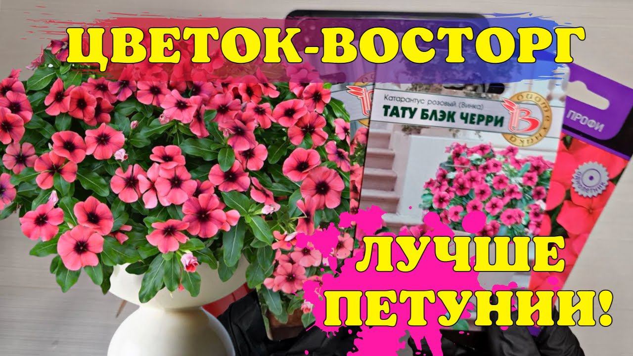 Лучше ПЕТУНИИ! Цветёт ВСЁ ЛЕТО! Растёт НА СОЛНЦЕ и В ТЕНИ! смотреть онлайн