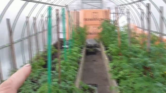 Обзор погоды, огорода и теплицы с томатами 6 апреля. Тепло! Ольга Чернова. смотреть онлайн