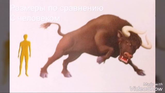 Эфиопский бык кто он? И что умеет? смотреть онлайн
