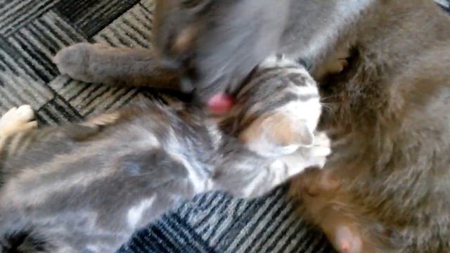 Кошка как кот разговаривает с котёнком, мама говорит милый, надо ухаживать за собой. VivaVideo.