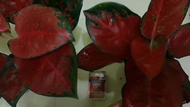 AGLAONEMA SUKSOM JAIPONG