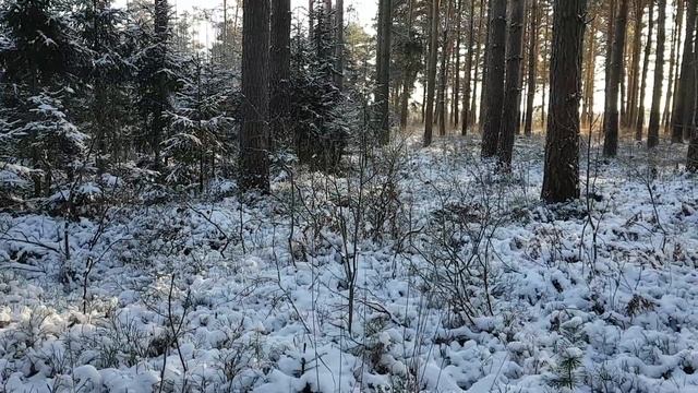 Зимний лес. Клинцы, Брянская обл./ Winter Forest in Klintsy, Bryansk region. 16.01.2021 смотреть онлайн
