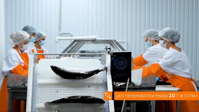 Форель Горная. ОСТРОВ АКВАКУЛЬТУРА. смотреть онлайн