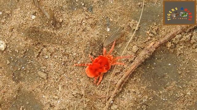 Rain bugs or True velvet mites-Insects of Kanha National Park смотреть онлайн