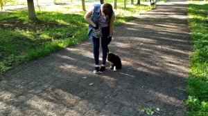 Команда рядом шаги цвергшнауцер Team nearby exercise steps of a miniature Schnauzer puppy