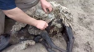 Стрижка овец