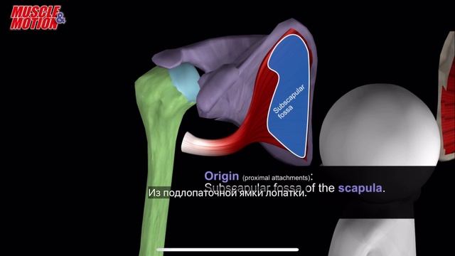 Подлопаточная мышца. 3d anatomy. MUSCLE MOTION смотреть онлайн