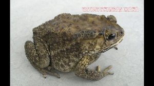 Лягушки и ко Деагостини 2021 НОВИНКА