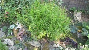 Растение которое дарит мне РАДОСТЬ!!! ОСОКА ПАЛЬМОЛИСТНАЯ!!!