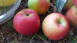 О сортах яблок в Сибири.Мельба,Уэлси,Соковое,Мартовское,Феникс.Август2022г.