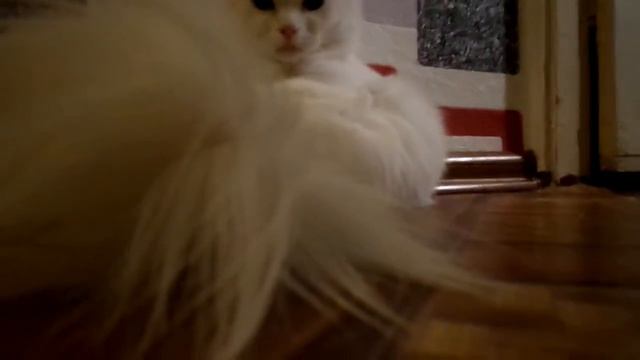 пофигизм кота и его страх:):):) смотреть онлайн