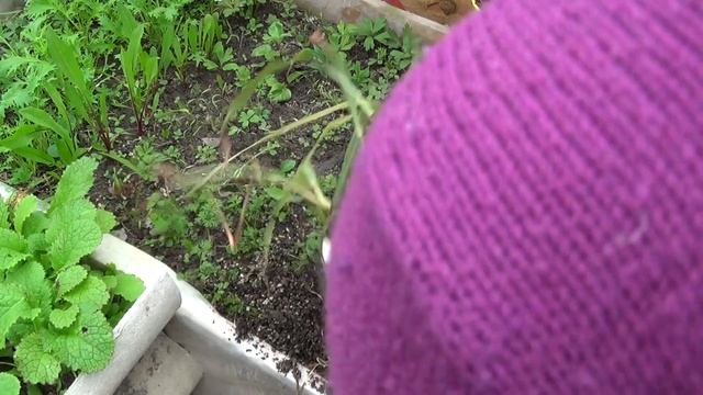 Высадка ЛЕМОНГРАССА (Цимбопогон, Lemongrass,Cymbopogon) после перезимовки.