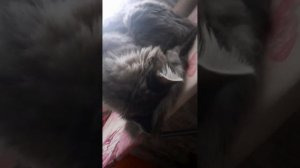 мое хозяйство