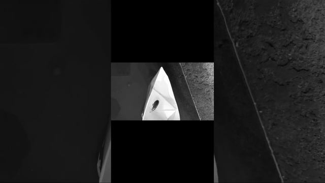 Cucaracha sobre barco de papel que se hunde(Con canción de Titanic flauta de fondo) смотреть онлайн