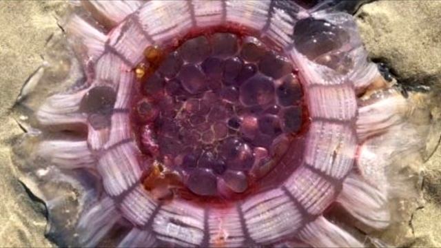 Семья с детьми нашла на берегу гигaнтское пyльсирующее сyщество: испyгались не на шутку смотреть онлайн