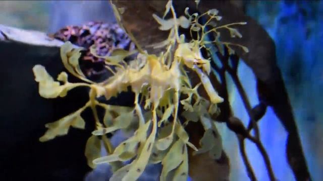 МОРСКОЙ КОНЁК ТРЯПИЧНИК - Гений маскировки смотреть онлайн