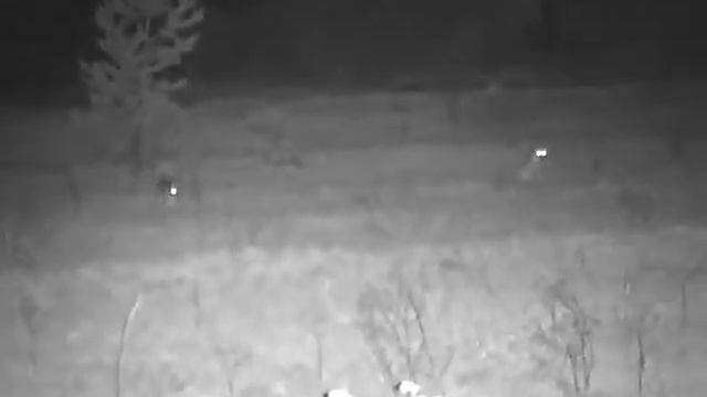 Лиса, зац и Цифровой прибор ночного видения Yukon Signal N340 RT смотреть онлайн