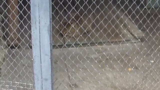 Шымкентский Зоопарк #1 ZOO Shymkent смотреть онлайн