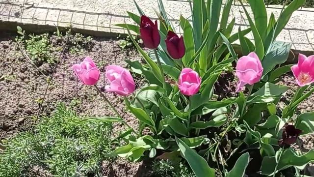 Тюльпановое настроение... Владимир Косма (Vladimir Cosma). Этюд. смотреть онлайн