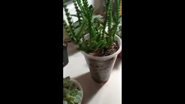 Коллекция моих кактусов и суккулентов