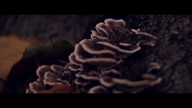 Canon 650d/T4i Magic Lantern RAW Test