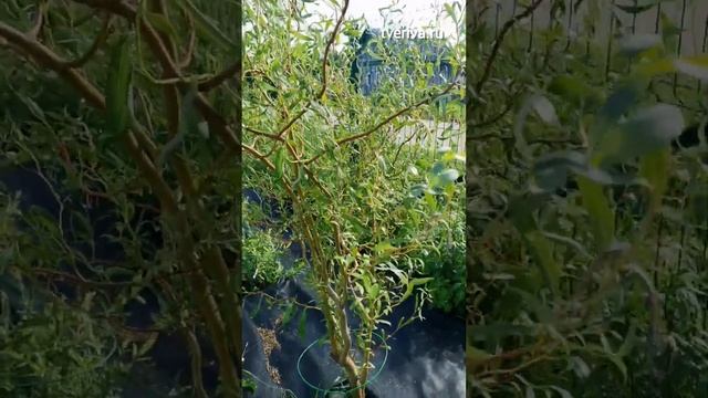 Ива извилистая Матсудана в питомнике ТВЕРСКАЯ ИВА. Саженцы сортовой ивы в наличии. смотреть онлайн