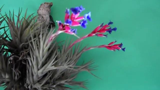 Tillandsia Gris (Clavel Del Aire)     II