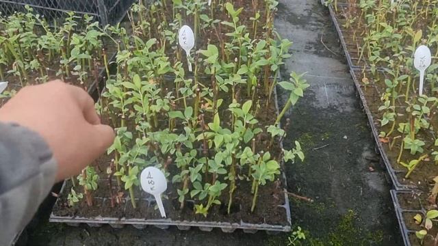 Результат укоренения черенков голубики. смотреть онлайн